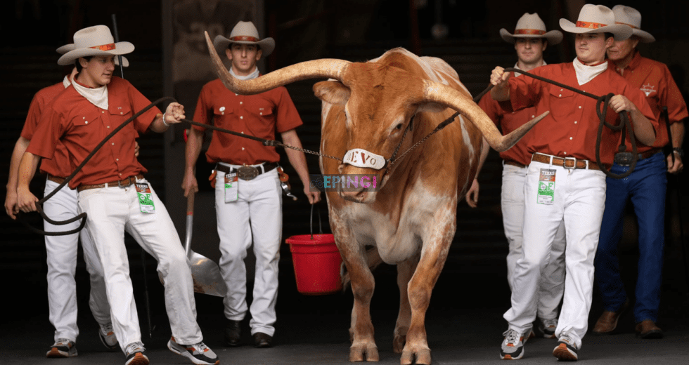 Texas Mascot Bevo Won’t Be at the SEC Championship Game